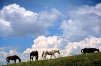 Wild Horses, South Dakota