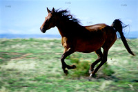 Wild Mustang Gallops in South Dakota