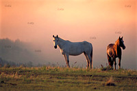 Mustangs at Sunrise