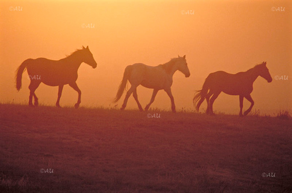 Mustangs Run at Sunrise