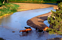 Wild Horses cross Cheyenne River in South Dakota