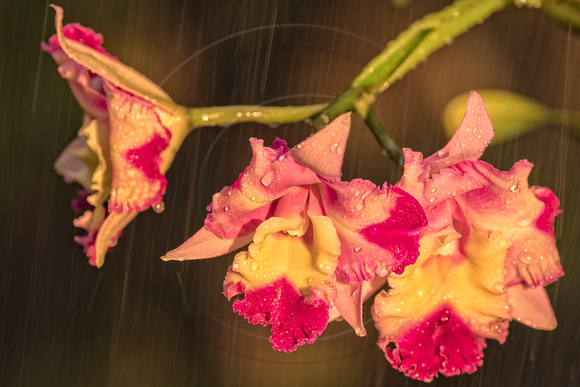 Cattleya at Sunset