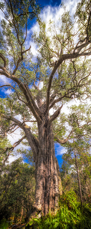 Largest Koa acacia