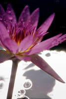 Water Lily