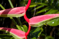 Heliconia chartacea