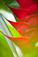 Heliconia