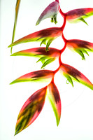 Heliconia chartacea