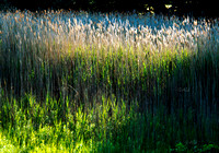 Buttermilk Pond