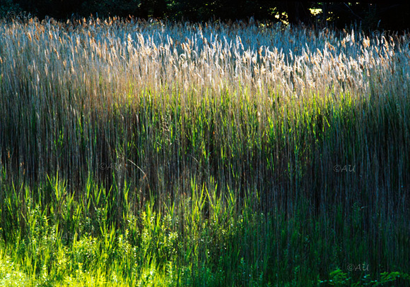 Buttermilk Pond