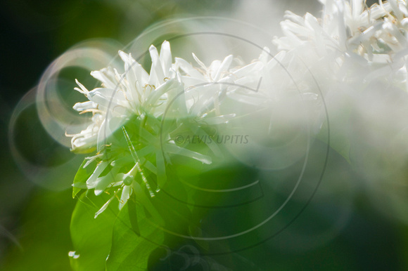 Coffee Blossoms