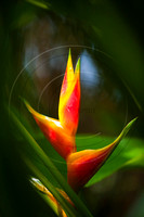 Heliconia