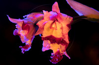 Cattleya with lighting